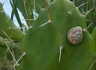 slug-on-cactus-2